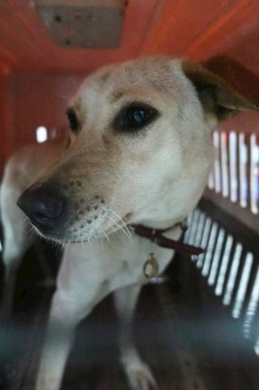 宜蘭縣流浪動物中途之家,編號:444926, 混種犬          