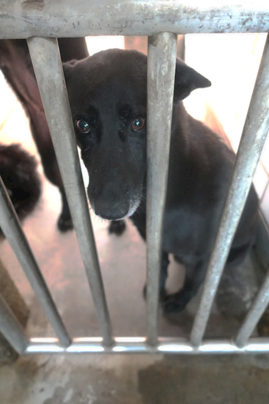 宜蘭縣流浪動物中途之家,編號:444923, 混種犬          