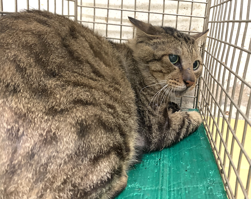 臺北市動物之家,編號:439131, 混種貓                 