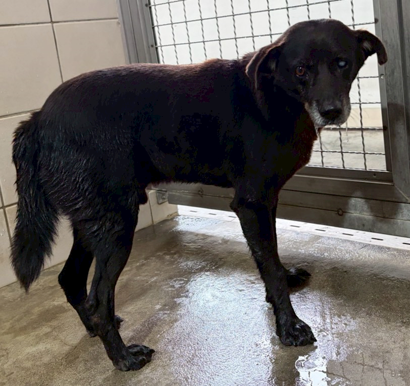 花蓮縣狗貓躍動園區,編號:444385, 混種犬          