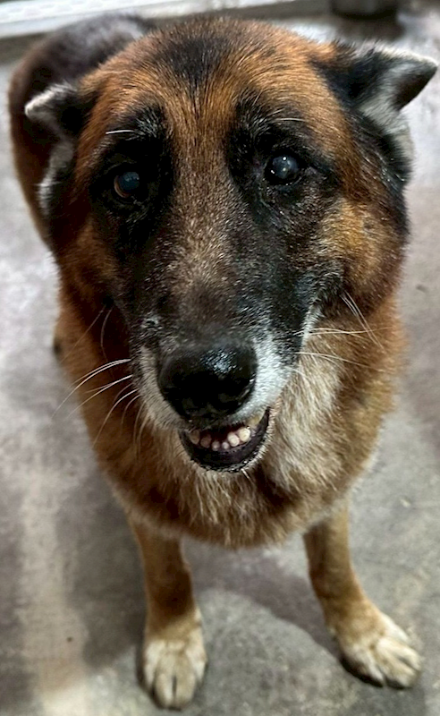 花蓮縣狗貓躍動園區,編號:441590, 德國狼犬(德國牧羊犬) 