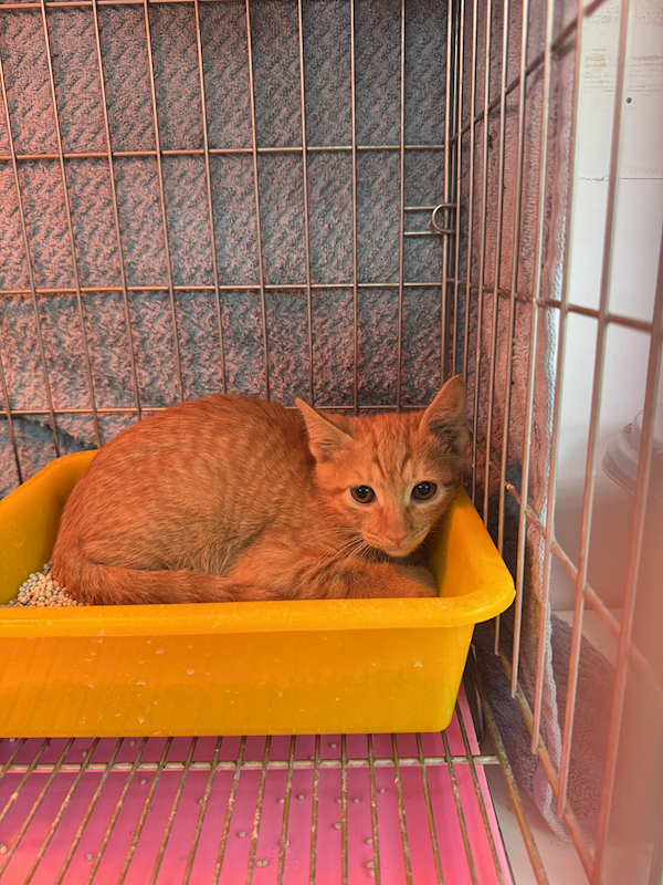 新北市八里區公立動物之家,編號:445068, 混種貓                 