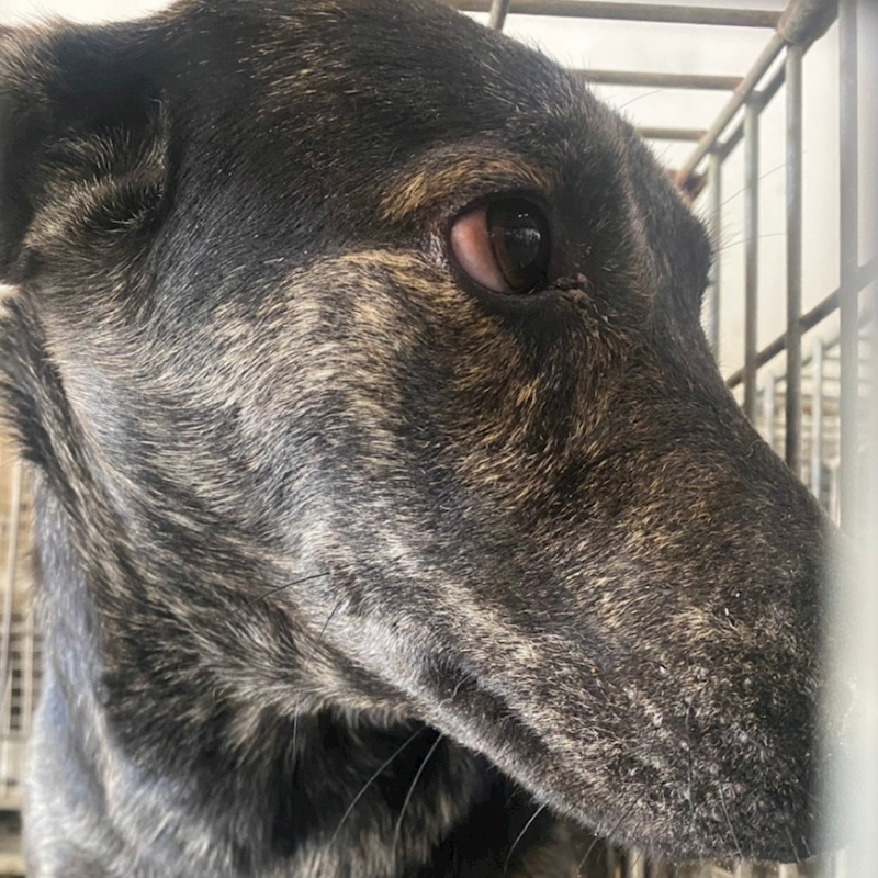 臺南市動物之家善化站,編號:445070, 混種犬          