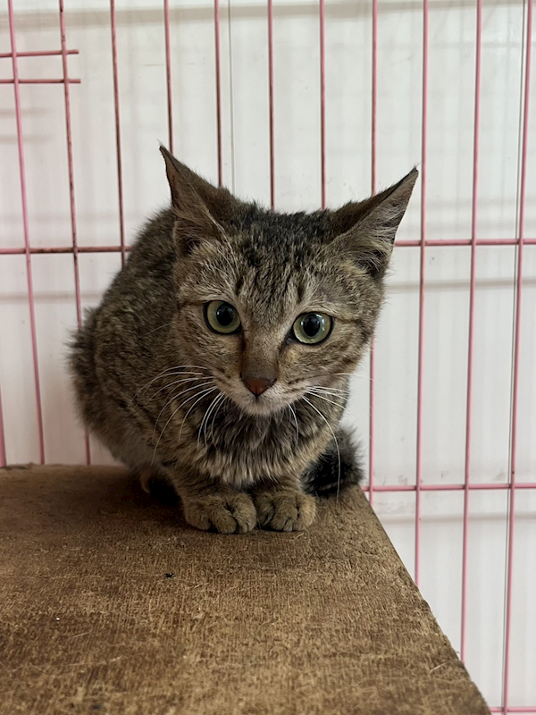 彰化縣流浪狗中途之家,編號:445064, 混種貓                 