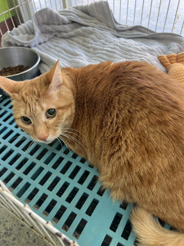 苗栗縣動物保護教育園區,編號:445043, 混種貓                 