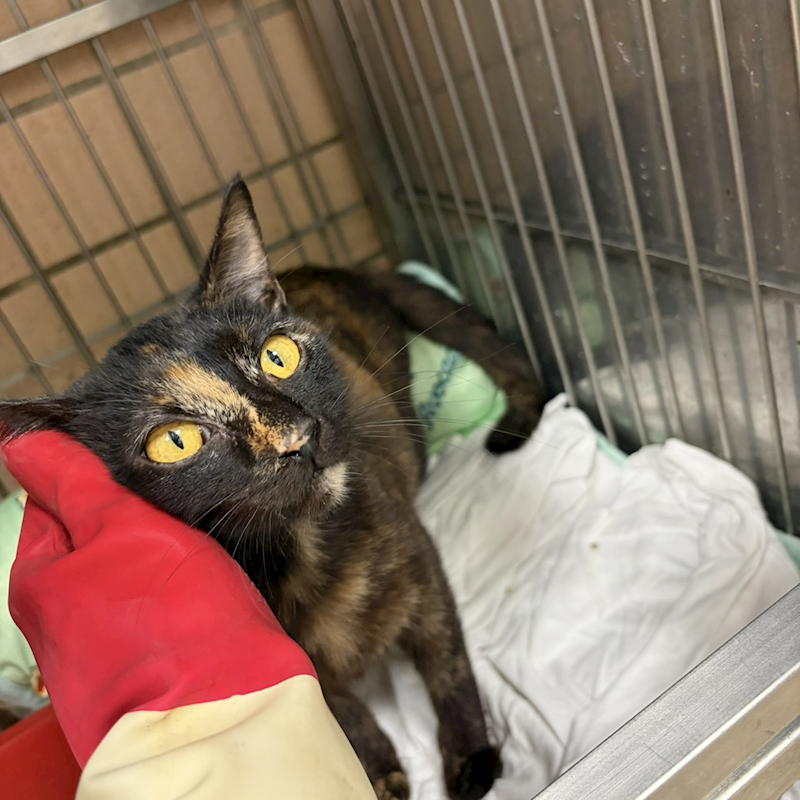 新北市淡水區公立動物之家,編號:444362, 混種貓                 