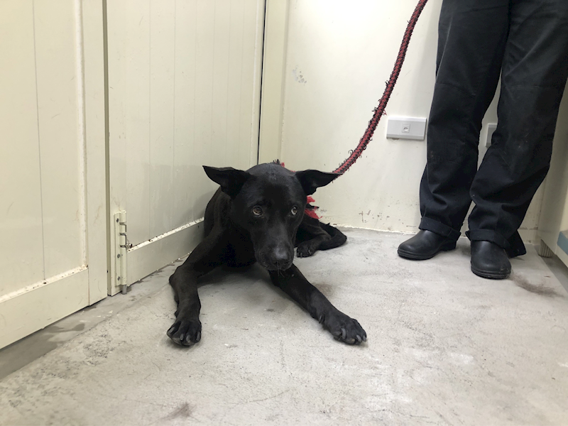 臺北市動物之家,編號:287024, 混種犬          