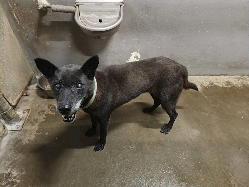新竹市動物保護教育園區,編號:441236, 混種犬          