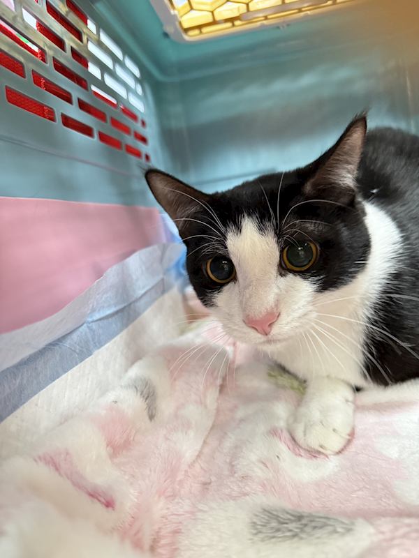 新北市板橋區公立動物之家,編號:445331, 混種貓                 