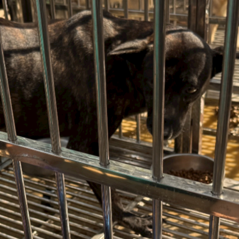 臺南市動物之家善化站,編號:445208, 混種犬          