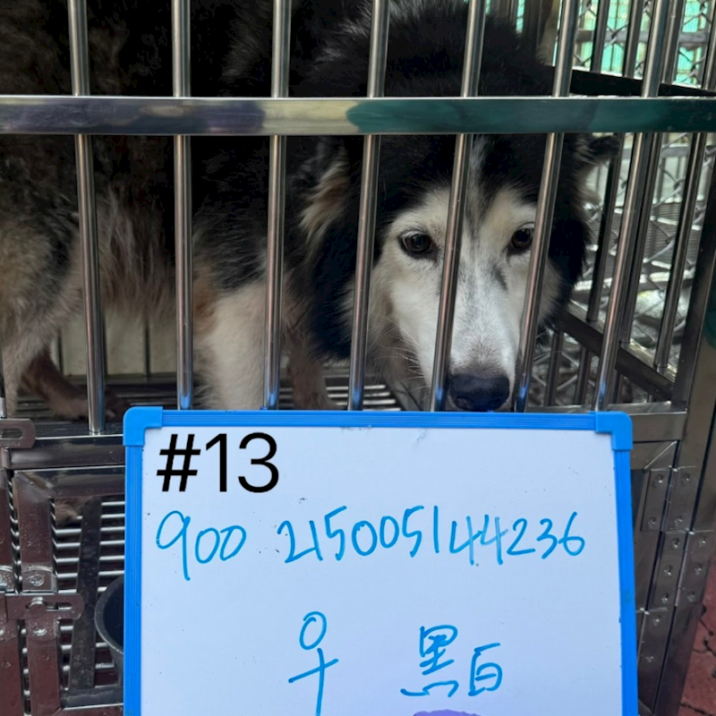 臺南市動物之家善化站,編號:445209, 哈士奇(西伯利亞雪橇犬)
