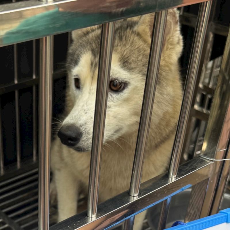 臺南市動物之家善化站,編號:445211, 哈士奇(西伯利亞雪橇犬)