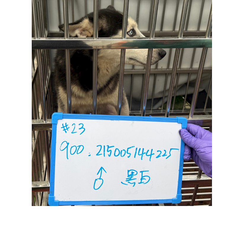 臺南市動物之家善化站,編號:445213, 哈士奇(西伯利亞雪橇犬)