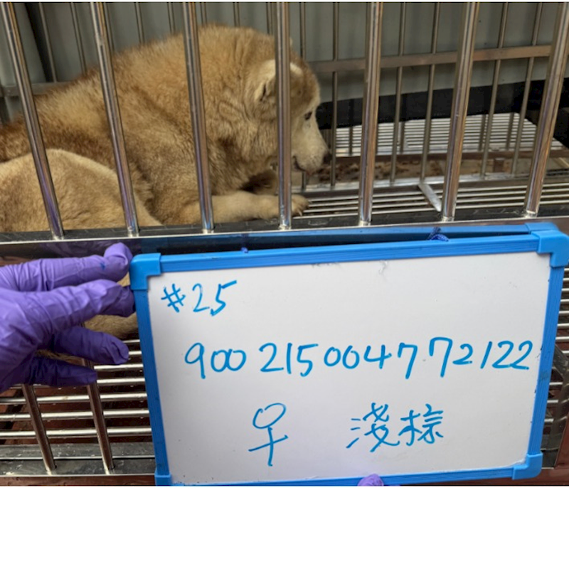 臺南市動物之家善化站,編號:445215, 哈士奇(西伯利亞雪橇犬)