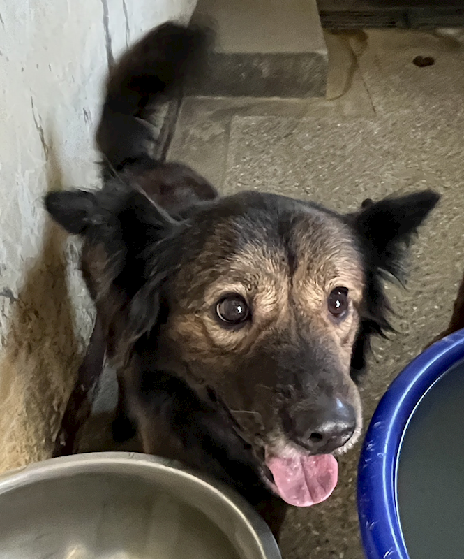 苗栗縣動物保護教育園區,編號:445298, 混種犬          