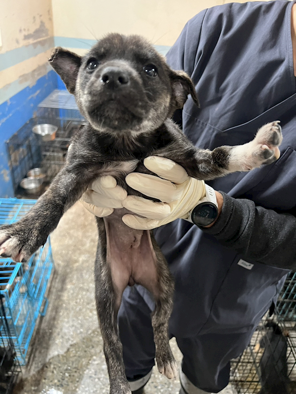 苗栗縣動物保護教育園區,編號:445285, 混種犬          