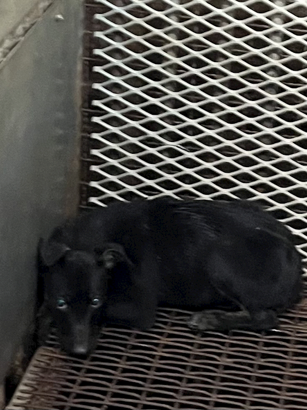 彰化縣流浪狗中途之家,編號:445284, 混種犬          