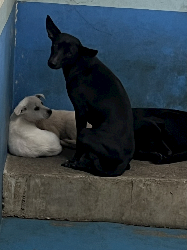 苗栗縣動物保護教育園區,編號:445187, 混種犬          