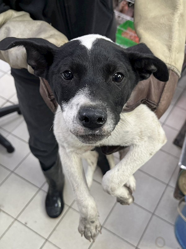 彰化縣流浪狗中途之家,編號:445262, 混種犬          