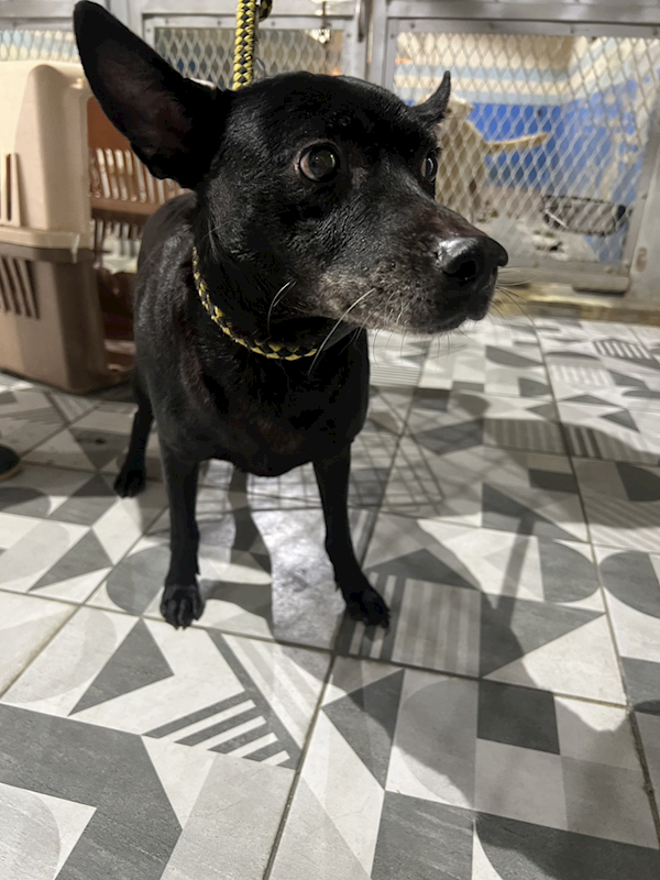 苗栗縣動物保護教育園區,編號:439825, 其他                  