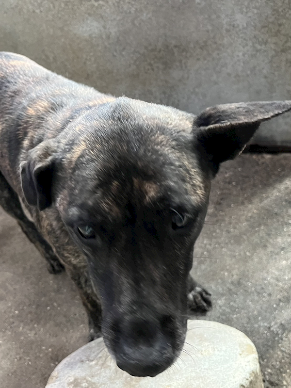 彰化縣流浪狗中途之家,編號:445259, 混種犬          