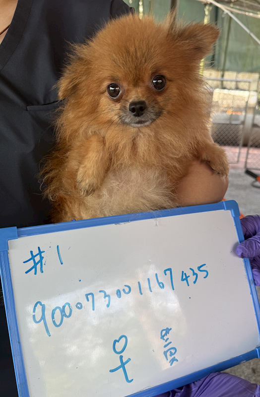 臺南市動物之家善化站,編號:445231, 博美犬         