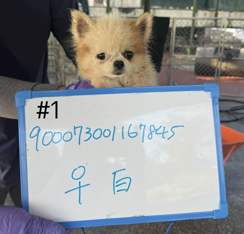臺南市動物之家善化站,編號:445230, 博美犬         