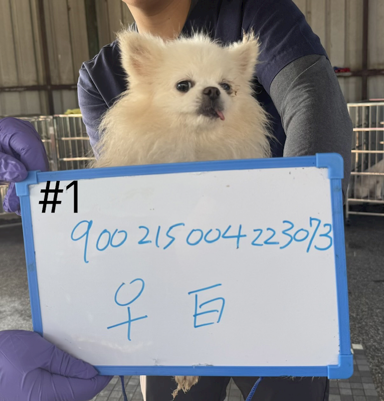 臺南市動物之家善化站,編號:445229, 博美犬         