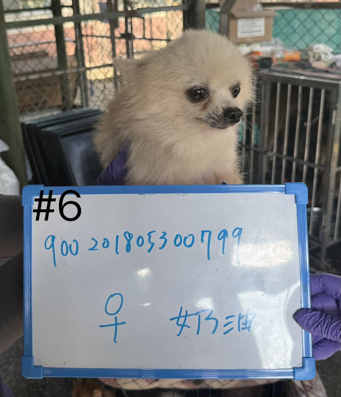 臺南市動物之家善化站,編號:445258, 博美犬         