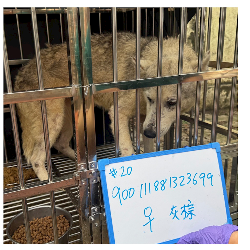 臺南市動物之家善化站,編號:445255, 哈士奇(西伯利亞雪橇犬)