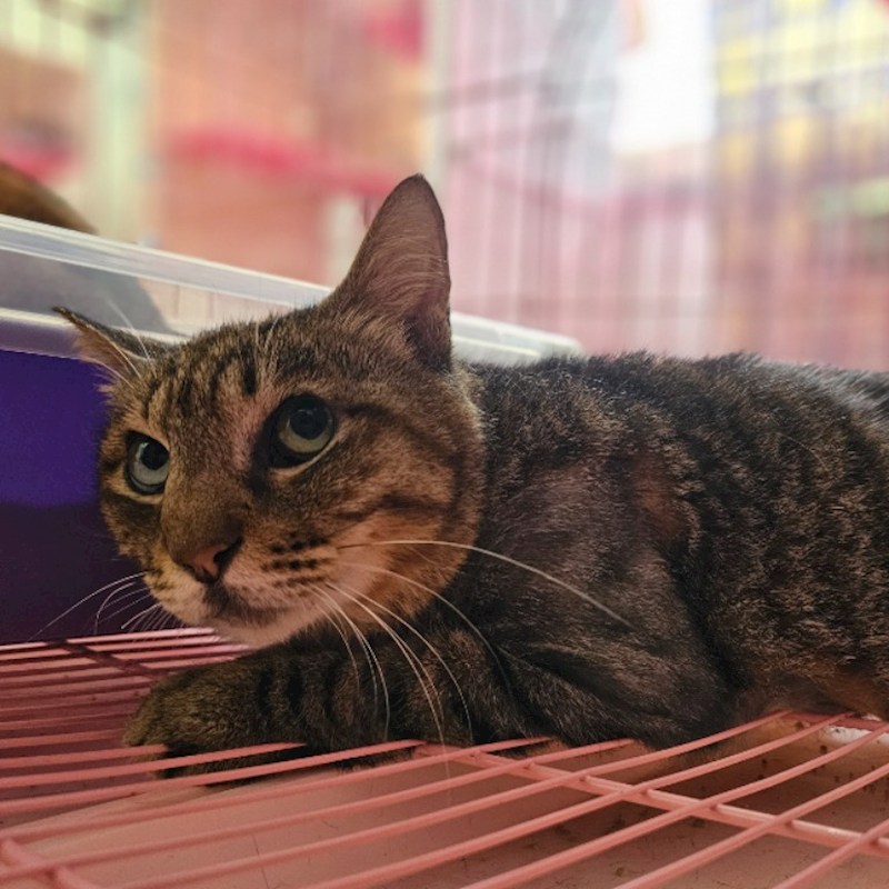 臺北市動物之家,編號:408715, 混種貓                 