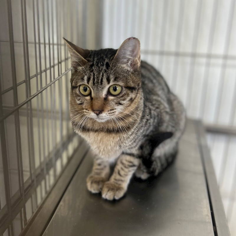 澎湖縣流浪動物收容中心,編號:438163, 混種貓                 