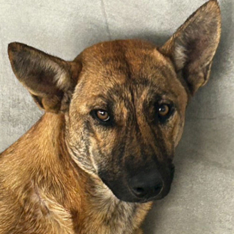 澎湖縣流浪動物收容中心,編號:350126, 混種犬          