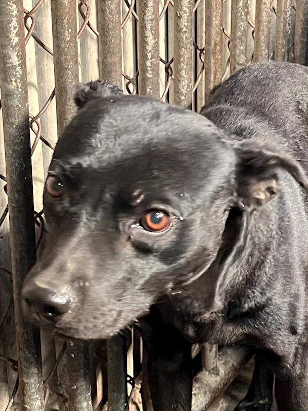 彰化縣流浪狗中途之家,編號:440086, 混種犬          