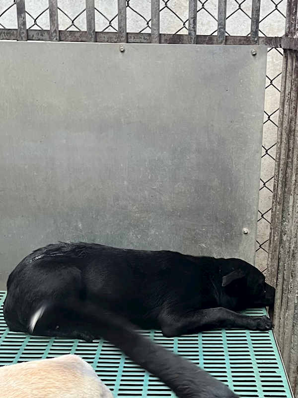 彰化縣流浪狗中途之家,編號:441731, 混種犬          