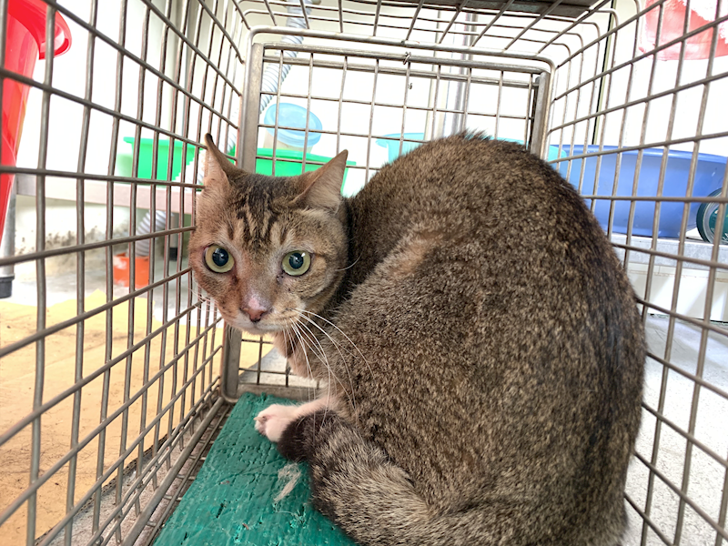 臺北市動物之家,編號:445486, 混種貓                 