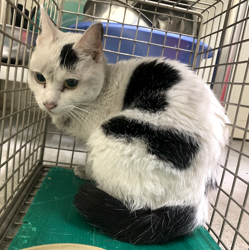 臺北市動物之家,編號:437199, 混種貓                 