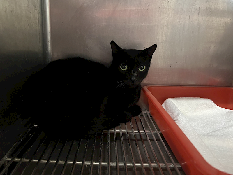 臺北市動物之家,編號:441022, 混種貓                 