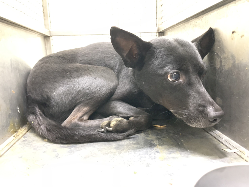 臺北市動物之家,編號:444895, 混種犬          