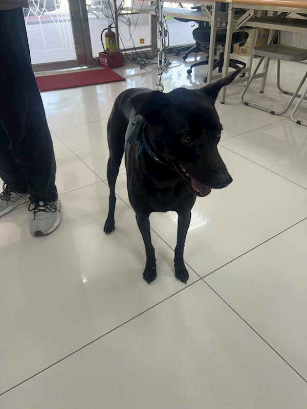 苗栗縣動物保護教育園區,編號:445326, 混種犬          