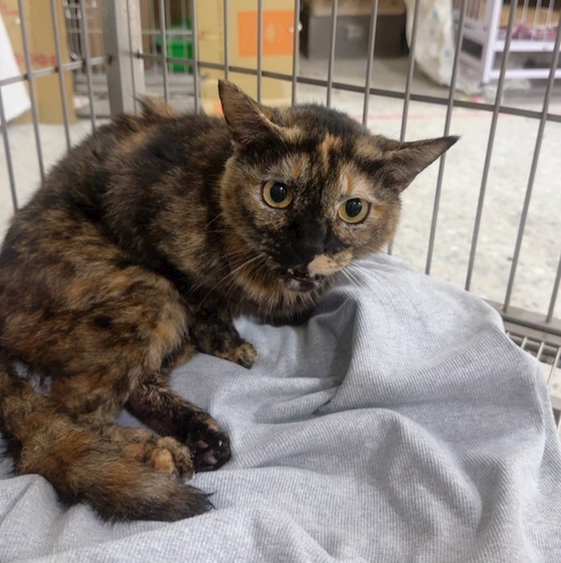 新北市新店區公立動物之家,編號:445416, 混種貓                 