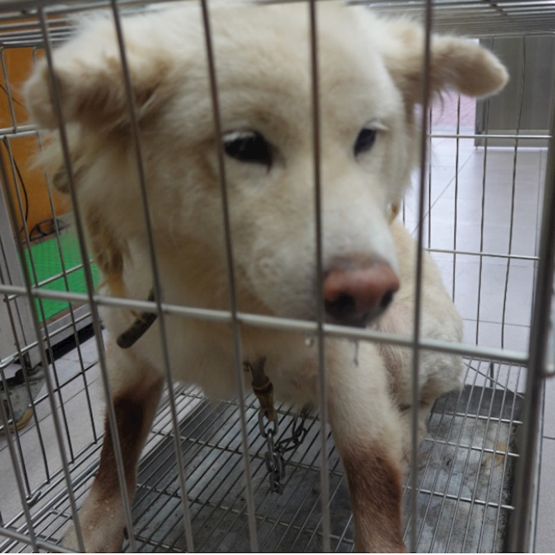 臺南市動物之家灣裡站,編號:431450, 柴犬                  