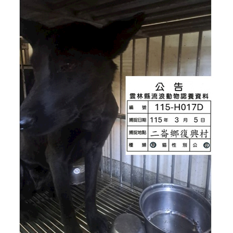 雲林縣流浪動物收容所,編號:445008, 混種犬          