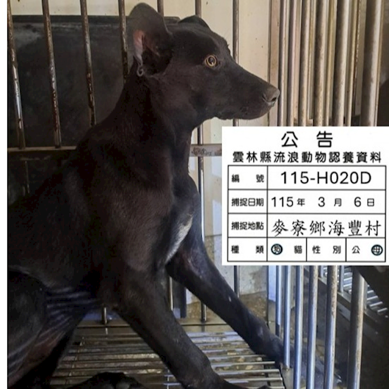 雲林縣流浪動物收容所,編號:445012, 混種犬          