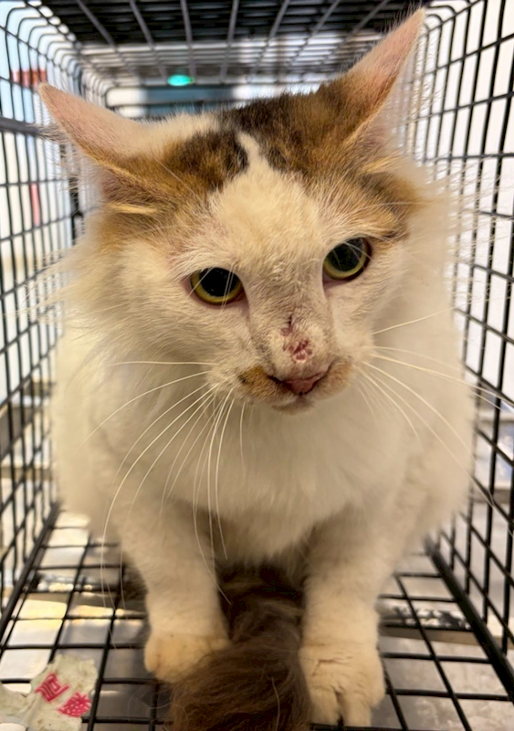 花蓮縣狗貓躍動園區,編號:445316, 混種貓                 