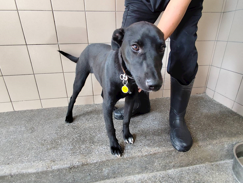 高雄市燕巢動物保護關愛園區,編號:445545, 混種犬          