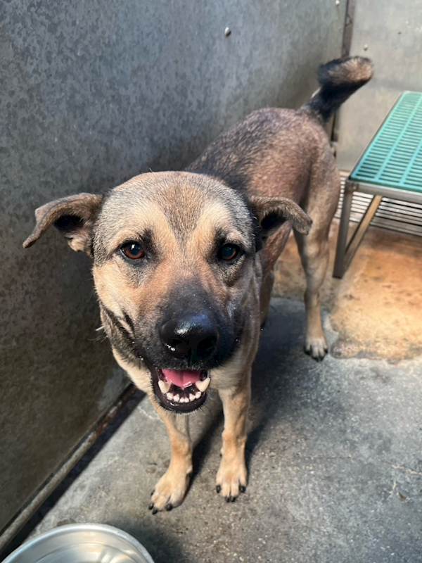 彰化縣流浪狗中途之家,編號:445539, 混種犬          