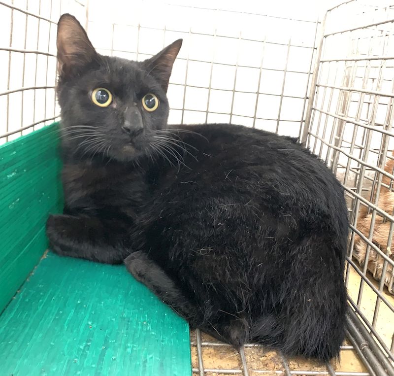 臺北市動物之家,編號:436529, 混種貓                 