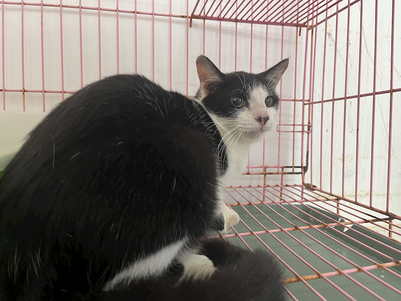 臺北市動物之家,編號:437892, 混種貓                 