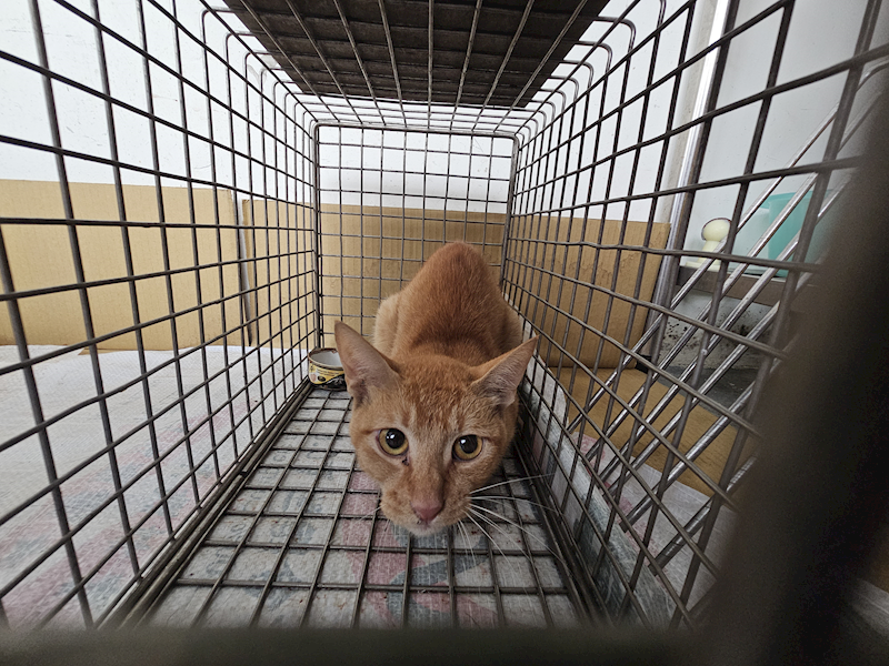 臺北市動物之家,編號:409585, 混種貓                 